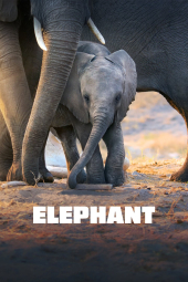 دانلود فیلم فیل Elephant 2020